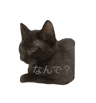 ねこちゃんズ.（個別スタンプ：2）