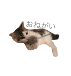ねこちゃんズ.（個別スタンプ：3）