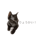 ねこちゃんズ.（個別スタンプ：4）