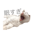 ねこちゃんズ.（個別スタンプ：5）