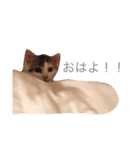 ねこちゃんズ.（個別スタンプ：7）