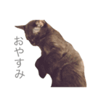 ねこちゃんズ.（個別スタンプ：8）