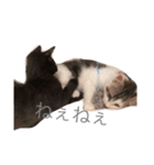 ねこちゃんズ.（個別スタンプ：9）