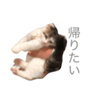 ねこちゃんズ.（個別スタンプ：11）