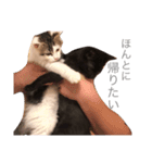 ねこちゃんズ.（個別スタンプ：12）