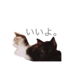 ねこちゃんズ.（個別スタンプ：13）