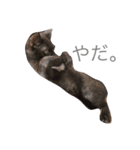 ねこちゃんズ.（個別スタンプ：14）