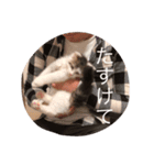 ねこちゃんズ.（個別スタンプ：15）