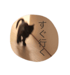 ねこちゃんズ.（個別スタンプ：16）
