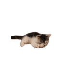 ねこちゃんズ.（個別スタンプ：18）