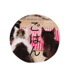 ねこちゃんズ.（個別スタンプ：20）