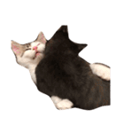 ねこちゃんズ.（個別スタンプ：21）