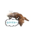 チョコとマロンと時々リーナ（個別スタンプ：6）