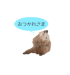 チョコとマロンと時々リーナ（個別スタンプ：13）