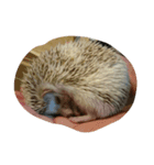 ハリネズミ みかん（個別スタンプ：5）