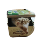 ハリネズミ みかん（個別スタンプ：8）