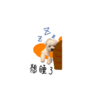 Wawa is me（個別スタンプ：1）