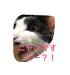 ネロ＆モク 2（個別スタンプ：2）