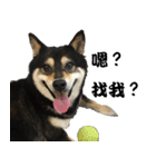 Black ShibaInu-happy's normal life（個別スタンプ：1）