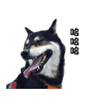 Black ShibaInu-happy's normal life（個別スタンプ：6）