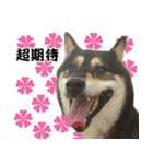 Black ShibaInu-happy's normal life（個別スタンプ：8）