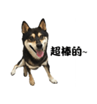 Black ShibaInu-happy's normal life（個別スタンプ：11）