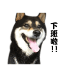 Black ShibaInu-happy's normal life（個別スタンプ：13）