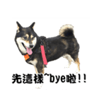 Black ShibaInu-happy's normal life（個別スタンプ：15）