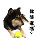 Black ShibaInu-happy's normal life（個別スタンプ：16）