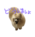 ポメラニアン キャッシー2（個別スタンプ：4）