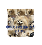 ポメラニアン キャッシー2（個別スタンプ：7）