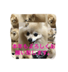 ポメラニアン キャッシー2（個別スタンプ：12）