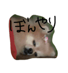 ポメラニアン キャッシー2（個別スタンプ：14）