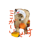 ポメラニアン キャッシー2（個別スタンプ：18）