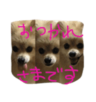 ポメラニアン キャッシー2（個別スタンプ：20）