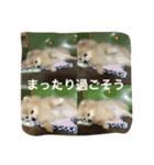 ポメラニアン キャッシー2（個別スタンプ：24）