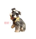 pepper'life（個別スタンプ：1）