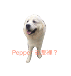 pepper'life（個別スタンプ：6）