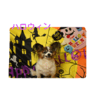 rikufamilyHalloween（個別スタンプ：1）