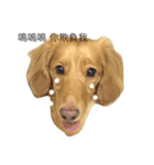 dachshund Buka（個別スタンプ：2）