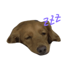 dachshund Buka（個別スタンプ：3）