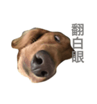dachshund Buka（個別スタンプ：5）