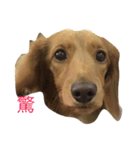 dachshund Buka（個別スタンプ：6）