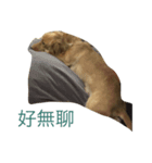 dachshund Buka（個別スタンプ：7）