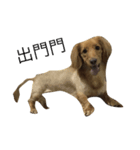 dachshund Buka（個別スタンプ：8）
