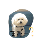 ビションフリーゼのぶっくん2（個別スタンプ：1）