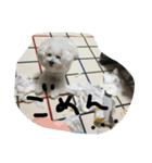 ビションフリーゼのぶっくん2（個別スタンプ：3）