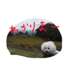 ビションフリーゼのぶっくん2（個別スタンプ：4）