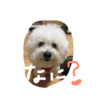 ビションフリーゼのぶっくん2（個別スタンプ：7）