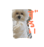 ビションフリーゼのぶっくん2（個別スタンプ：8）